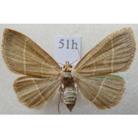 Trisateles emortualis (Denis & Schiffermüller, 1775) Pomiarka zmarlica Czech51h